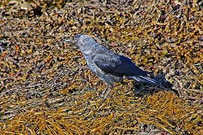 Uria nera (Cepphus grylle) e Taccola (Corvus monedula)